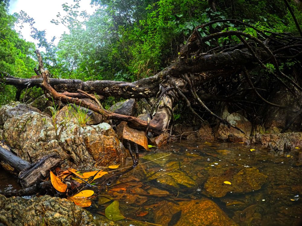 A dense forest scene with a fallen tree and twisted roots stretched over rocks beside a shallow stream. The water is clear, revealing stones and scattered yellow leaves below the surface. The atmosphere feels wild, untouched, and a little mysterious.