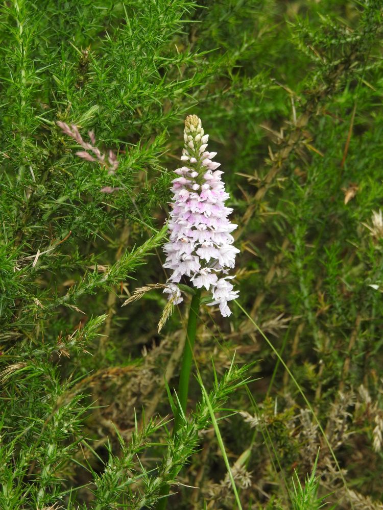 Common Spotted Orchid (Dactylorhiza fuchsii)