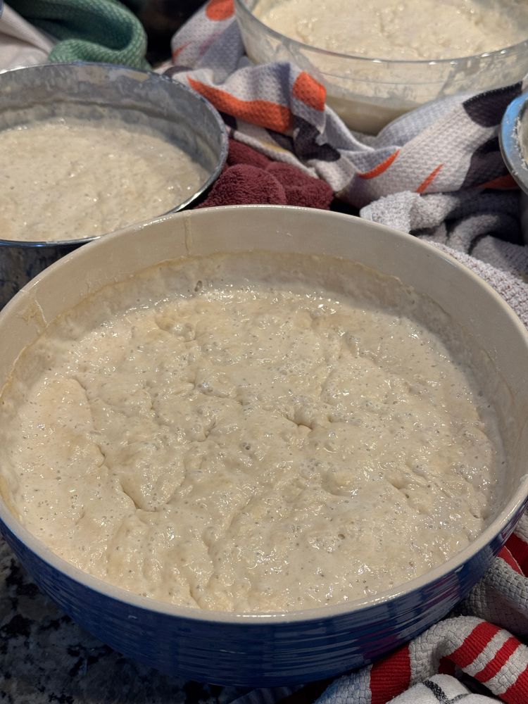 Photo showing large bowls full of actively fermenting sourdough