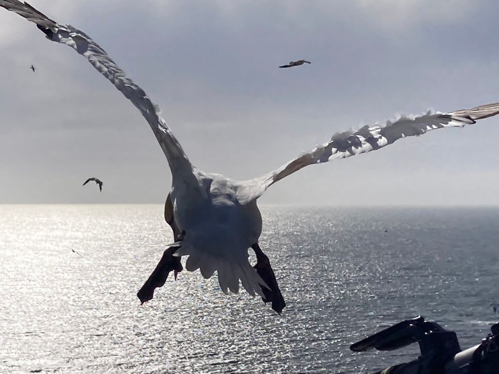 Basstölpel in Grossaufnahme von der Rückseite auf die See fliegend am Abend 