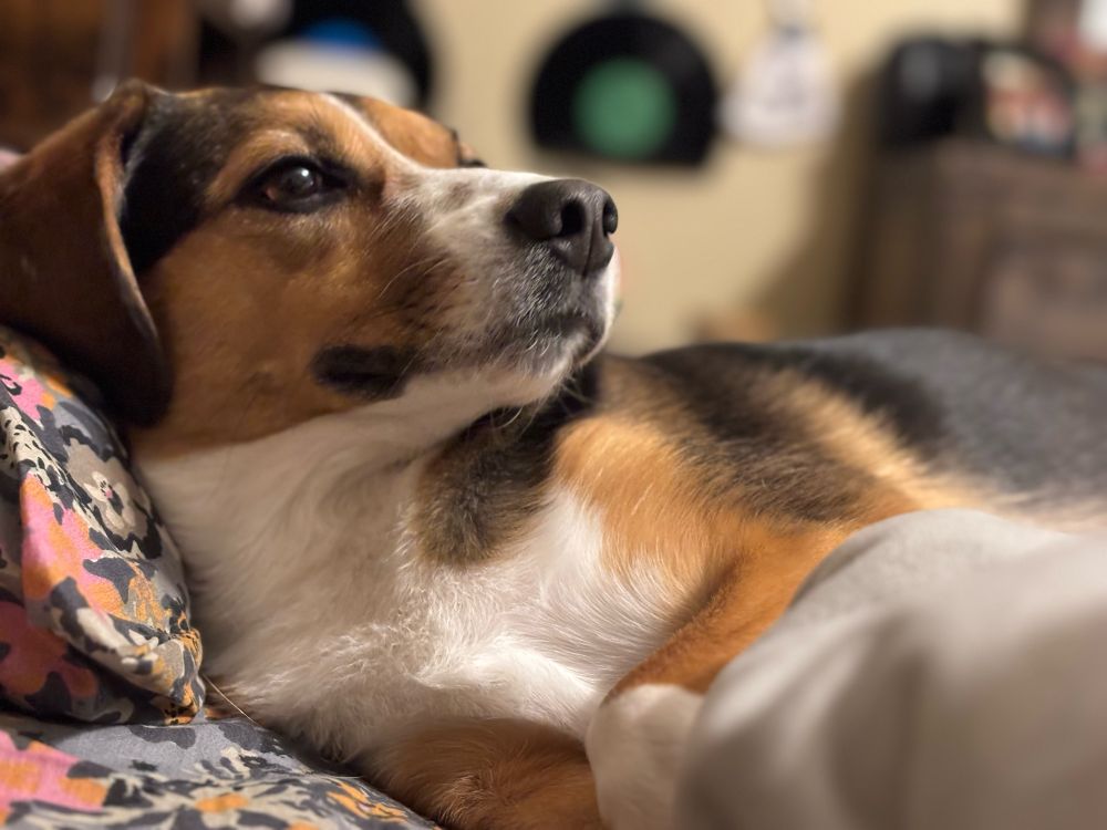 Cutest dog ever