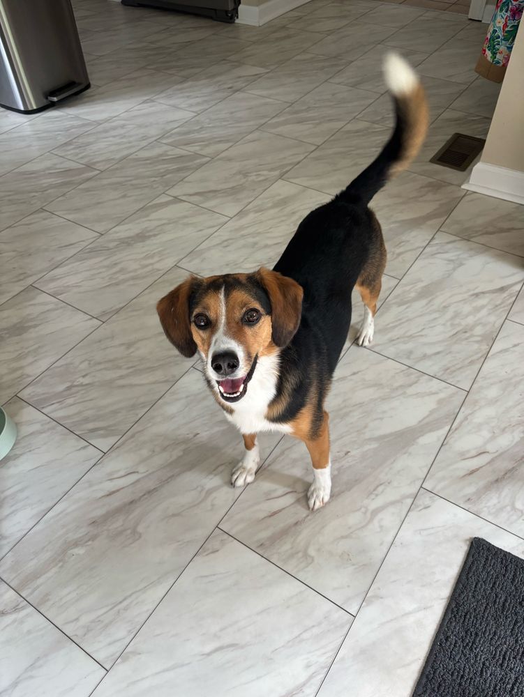 adorable dog with socks