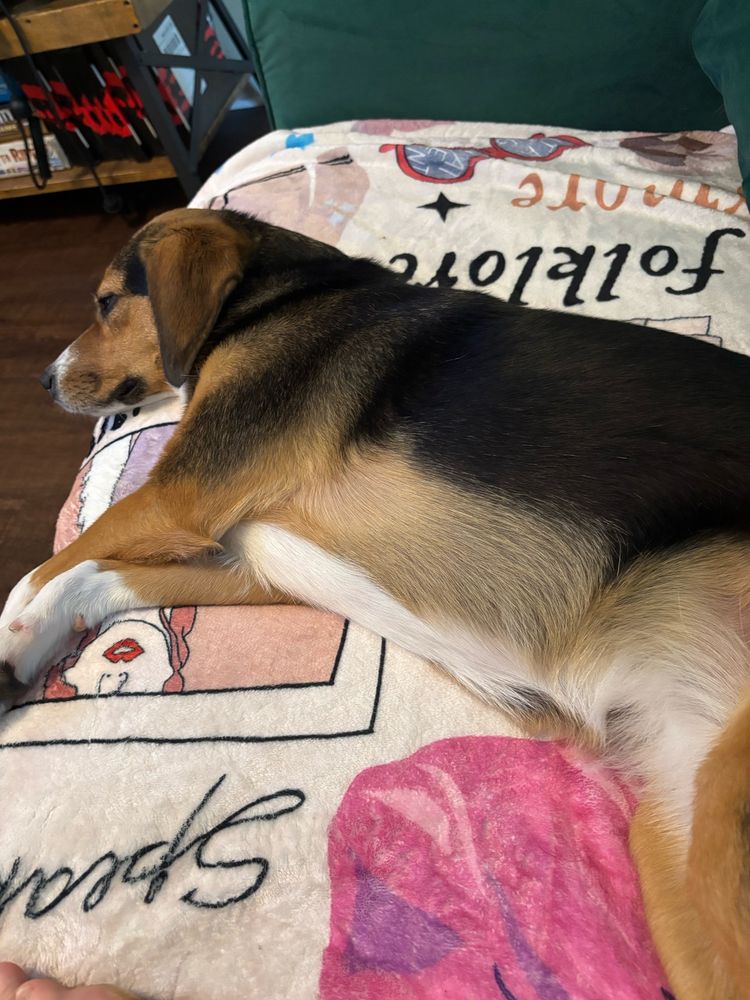 Dog
