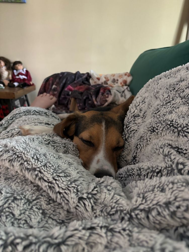 Sleeping puppy