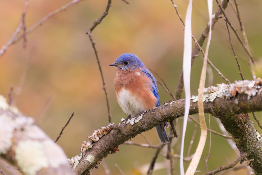 A Bluebird Day at the Meadowlark Botanical Gardens