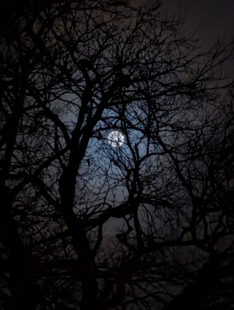 A full moon behind the branches of some large trees