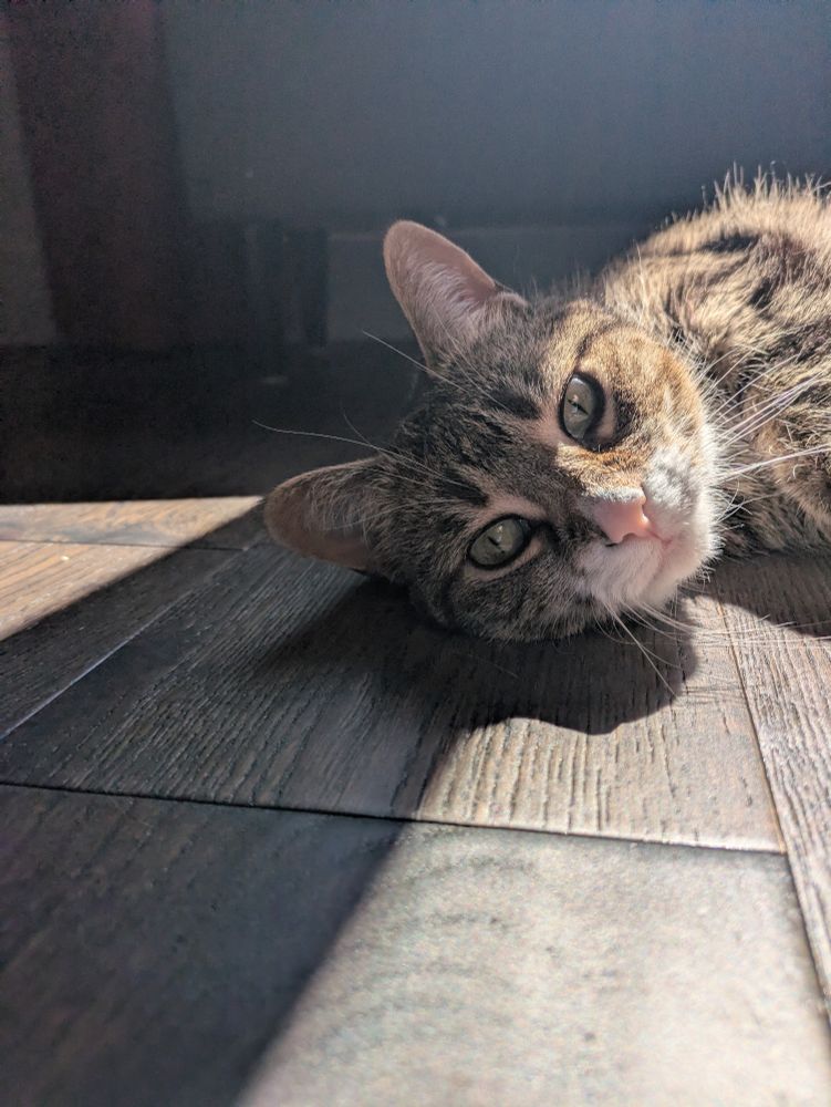A brown and white tabby cat lies in a sunpatch looking sleepily at the camera.