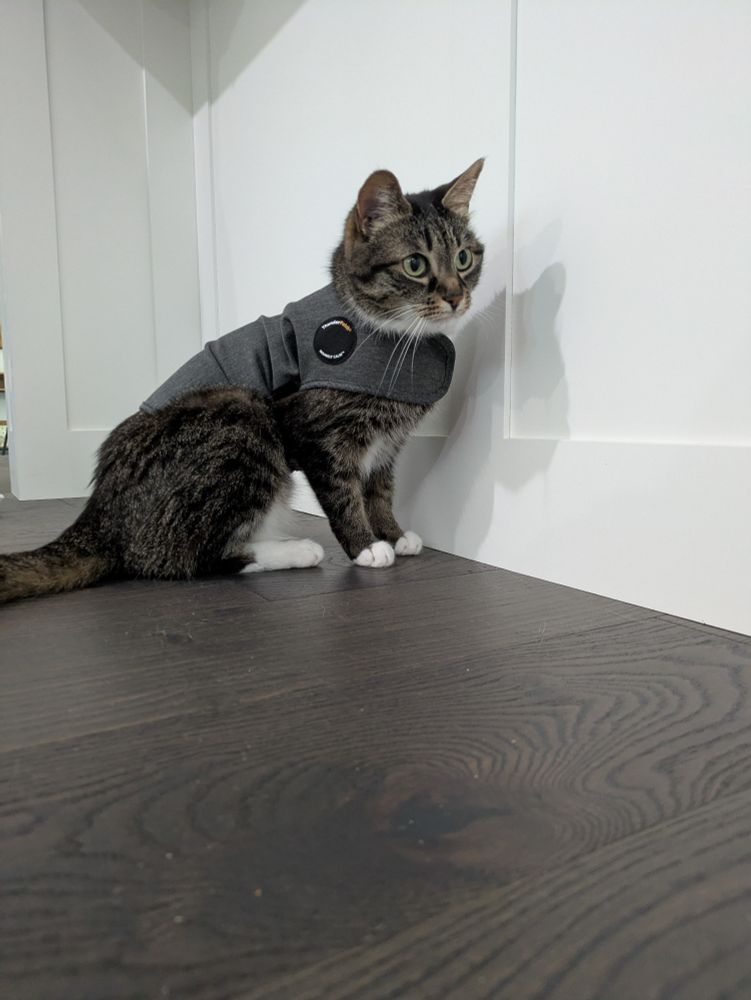 A brown, grey, and white tabby cat is half standing and wearing a grey velcro vest around their chest and belly.