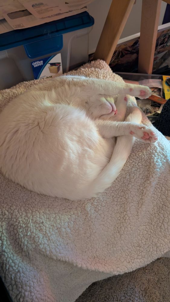 White cat on a white (artificial) fleece blanket, sitting on a stool. The cat is curled up with his front half laying upside down, forelegs extended with a rainbow glare. 