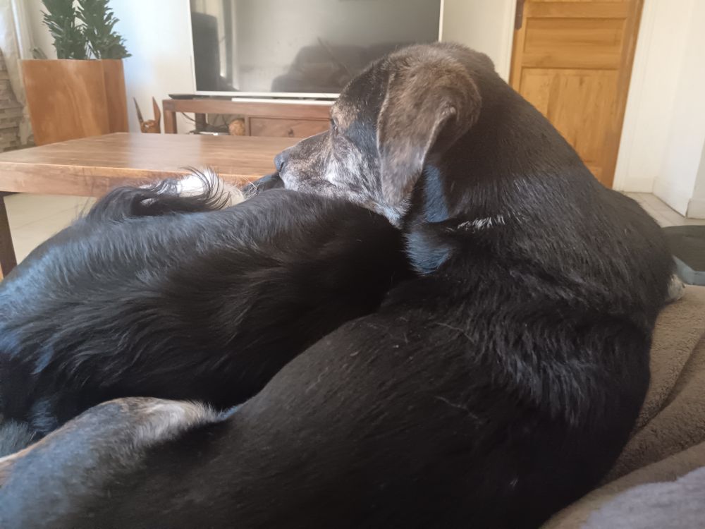 Cannelle allongée contre Sofia pendant que Sofia pose sa tête sur Cannelle 