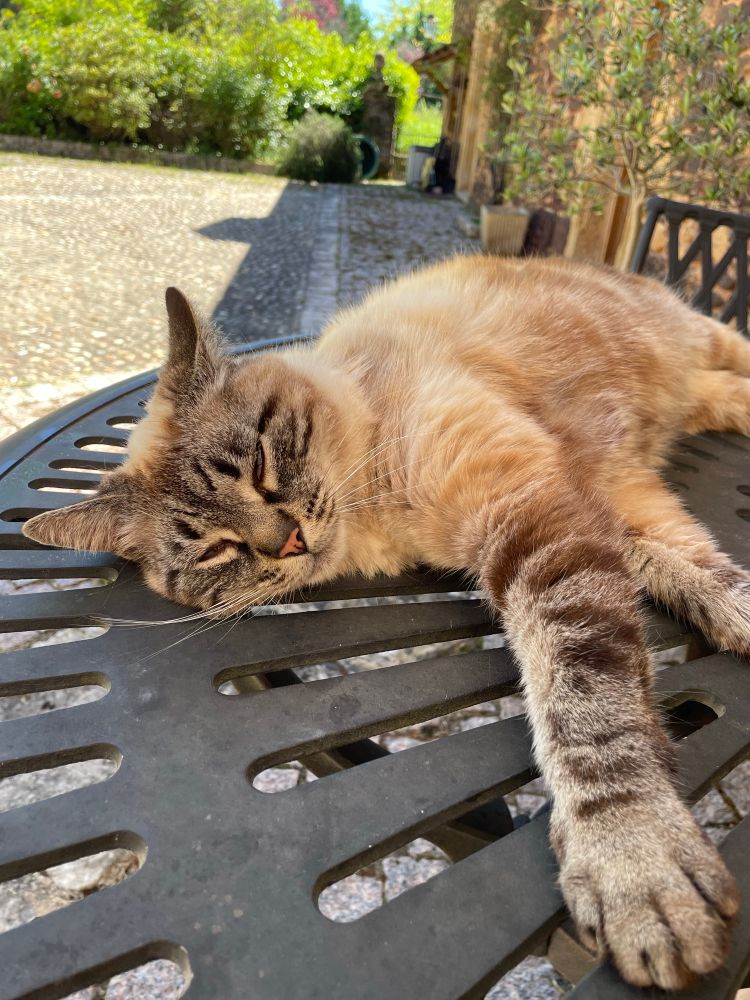 Maky the cat relaxes 😸