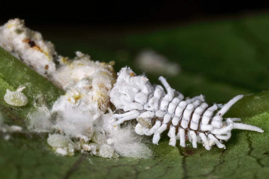 Fuzzy white skeleton bug eating fuzzy white mealy bugs 