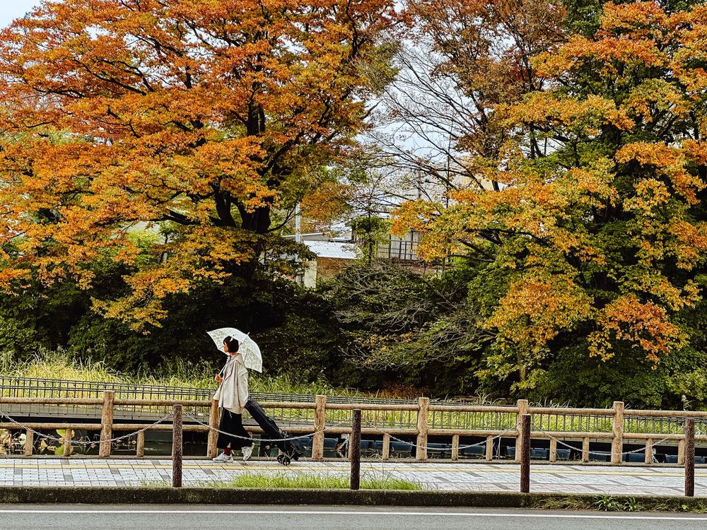 A person is walking along a path with trees carrying autumn foliage in the background.