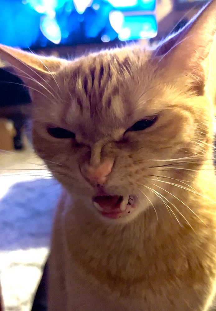 Johnny karate nose scrunches eating a snack