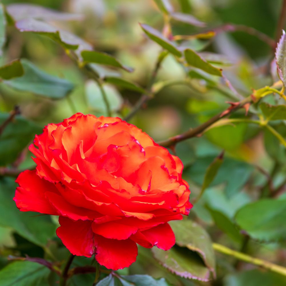 A bright red rose centered among green leaves. 