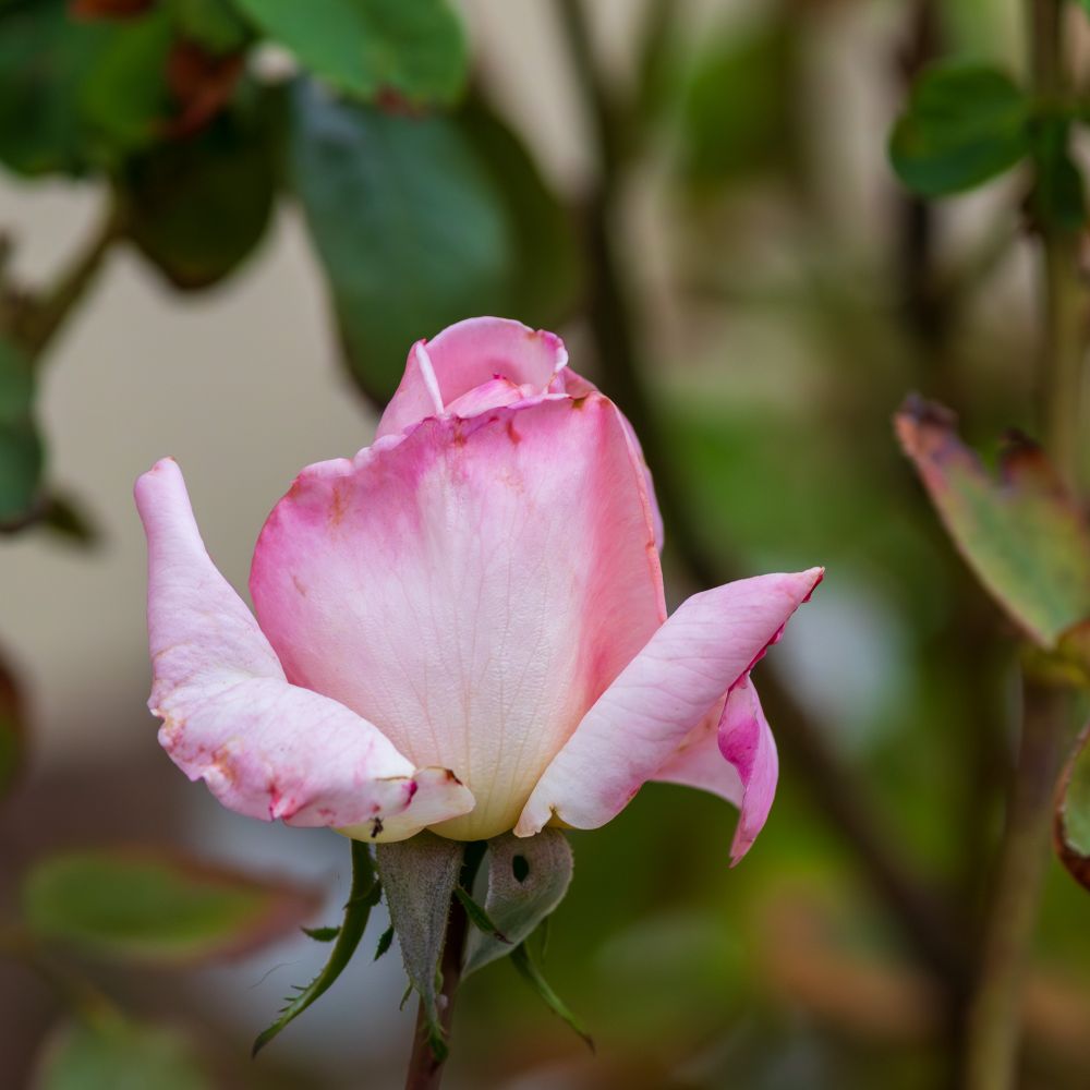 A pink rose, starting to bloom.