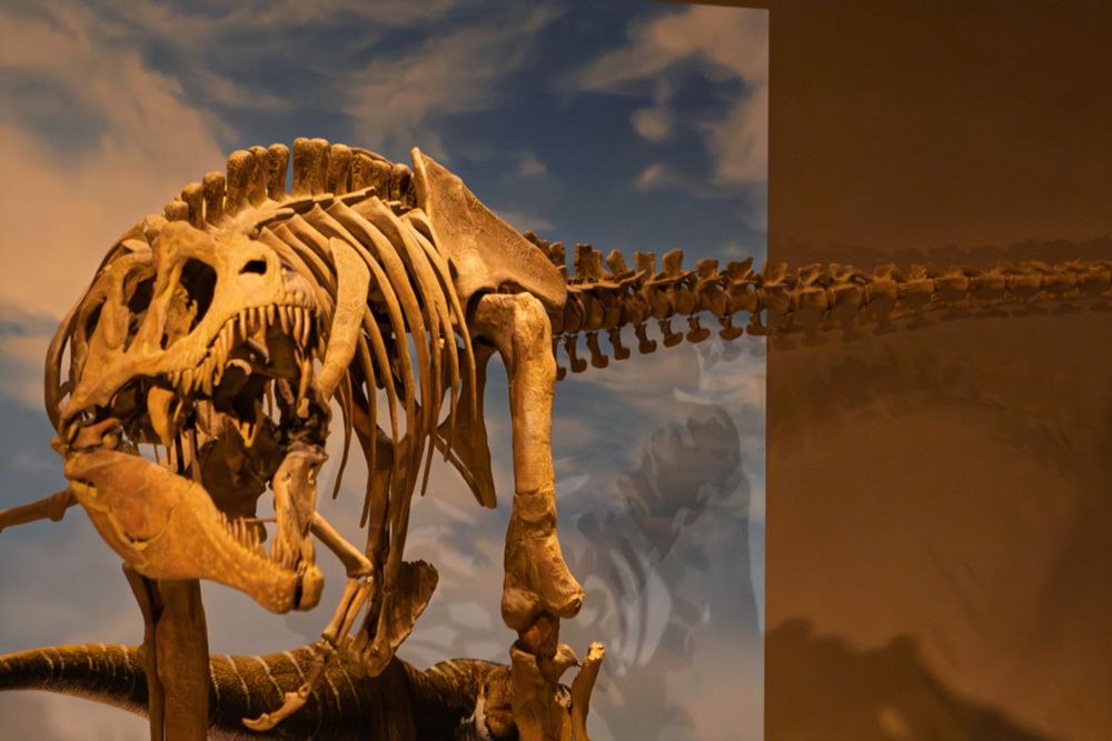 A large dinosaur skeleton, the mouth propped open in mid-roar. 