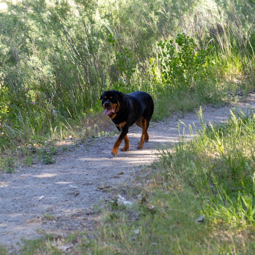 A rottweiler dog walking up a gravel trail
