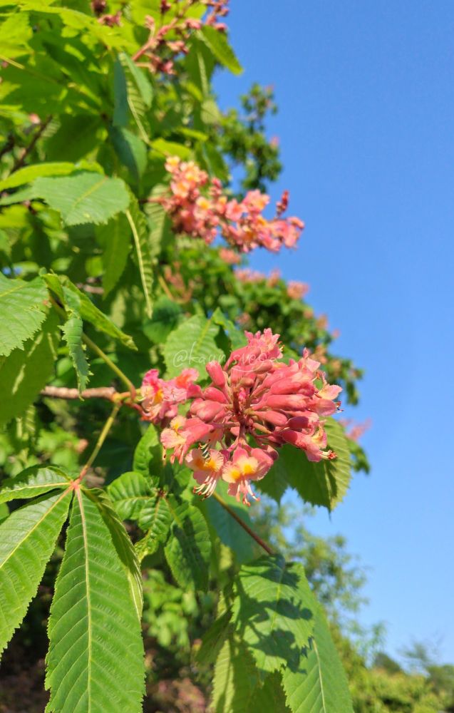 ベニバナトチノキの写真