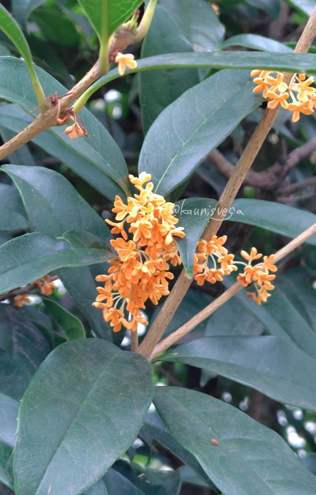 金木犀の写真。

お花を接写したもの。