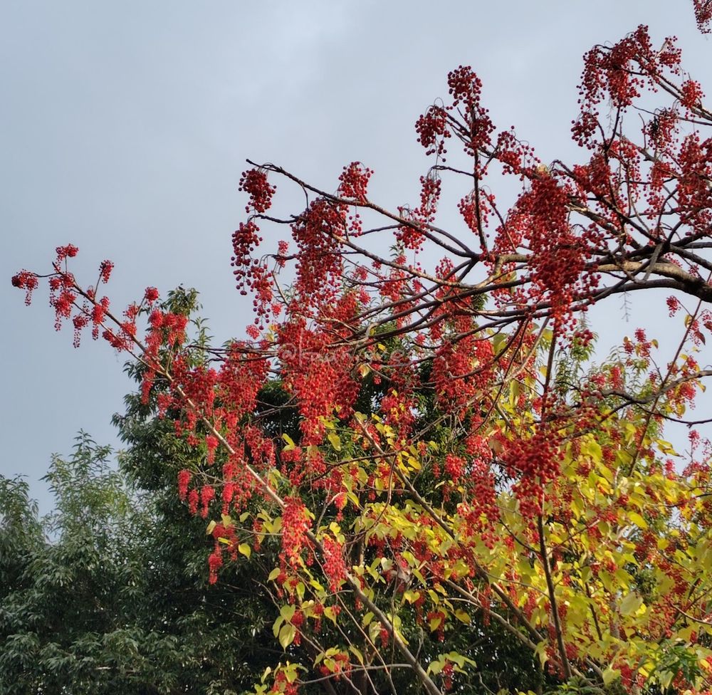 イイギリの写真。

樹高が高くかなり上の方に実がなっている。
赤い丸意味がブドウのような房を形成し細い枝にたくさんたくさんぶら下がっている。
葉は黄色に近い黄緑色に紅葉している。
