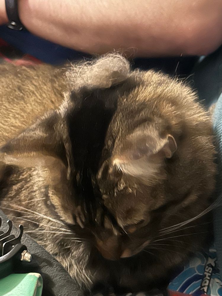 A brown long haired tabby cat with a piece of his fur stuck to the crown of his head, looking a little like a kippah