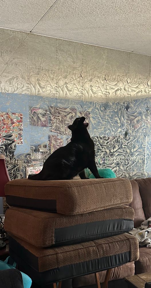 a black cat sits on top of some pillow cushions and screams at the ceiling.