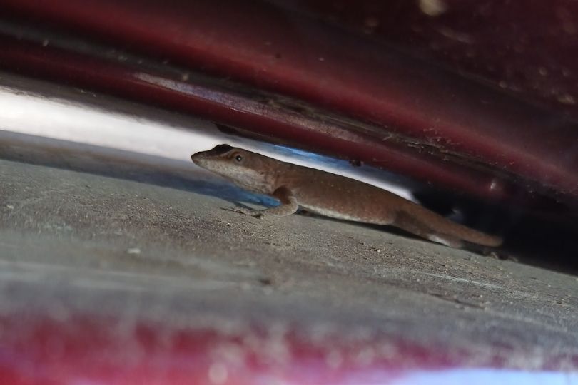 Green Anole being brown on dirty car [1/2]