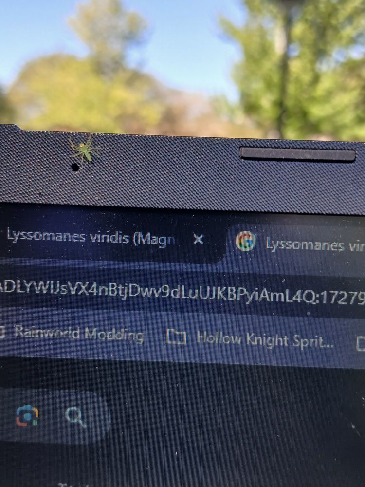 Little jumping spider on my laptop. Lyssomanes Viridis searches are open on two tabs.