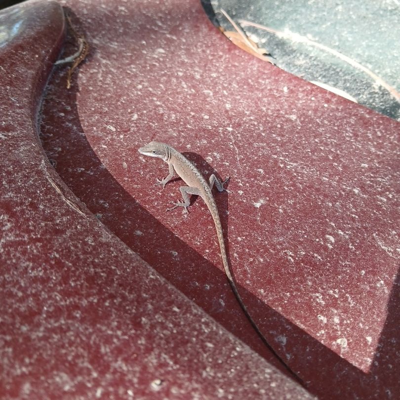 Green Anole being brown on dirty car [2/2]