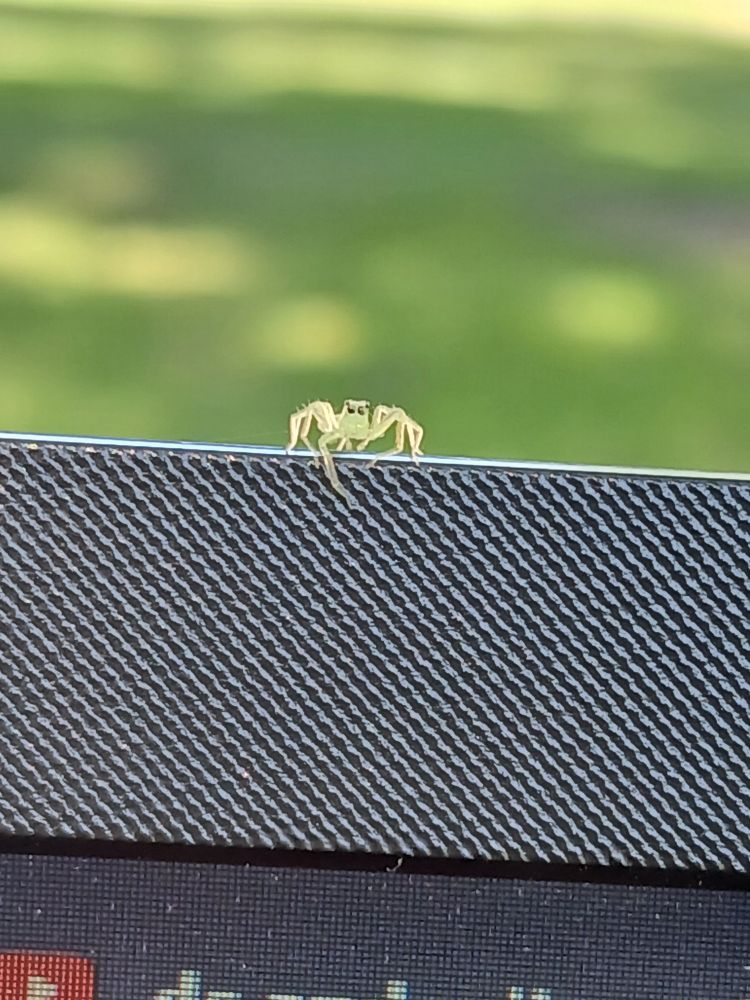 Jumping Spider, Lyssomanes Viridis, on my laptop.