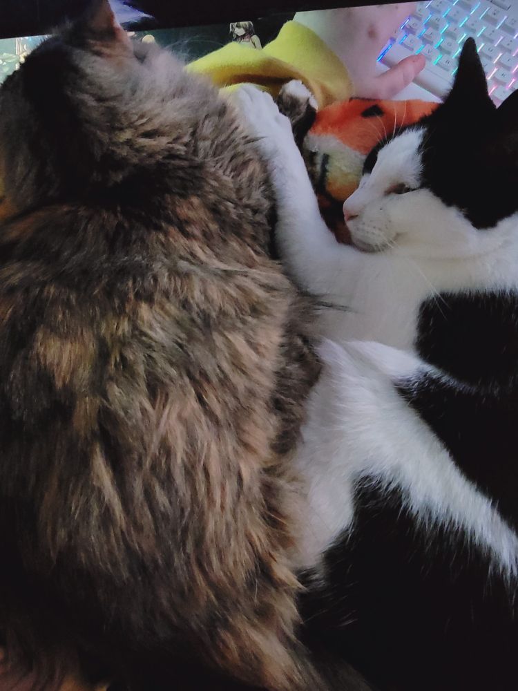 Two cats, one slightly awake, lay on a lap.