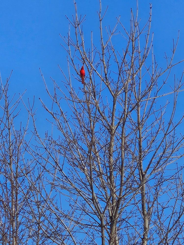 Image of a cardinal from a distance, perched high in a bare tree