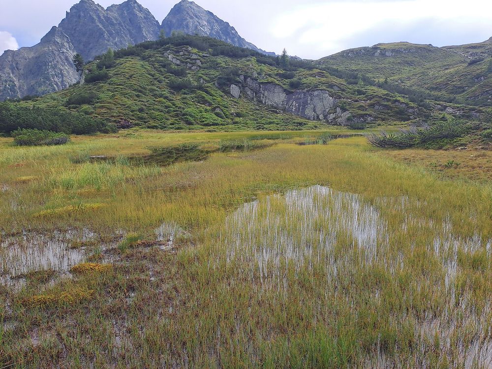 Ein neu bestätigtes Moor bei Längenfeld, Tirol. (c) Marlon Schwienbacher