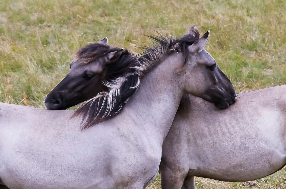 Konik-Pferde im WWF-Auenreservat ©Egger 