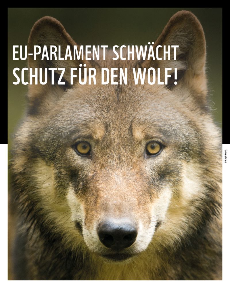 eine Nahaufnahme eines Wolfs