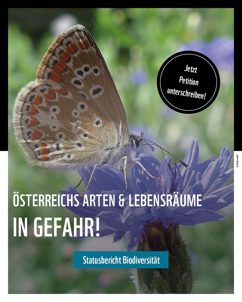 Ein Schmetterling auf einer Blume.