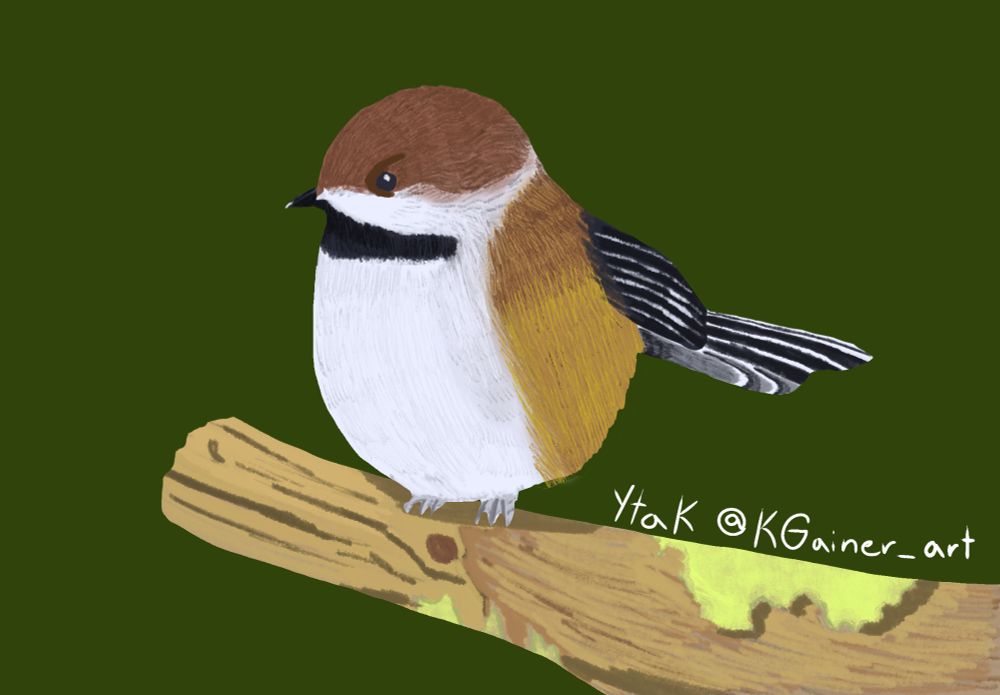 A drawing of a very round little Boreal Chickadee. The bird is brown, black, and white