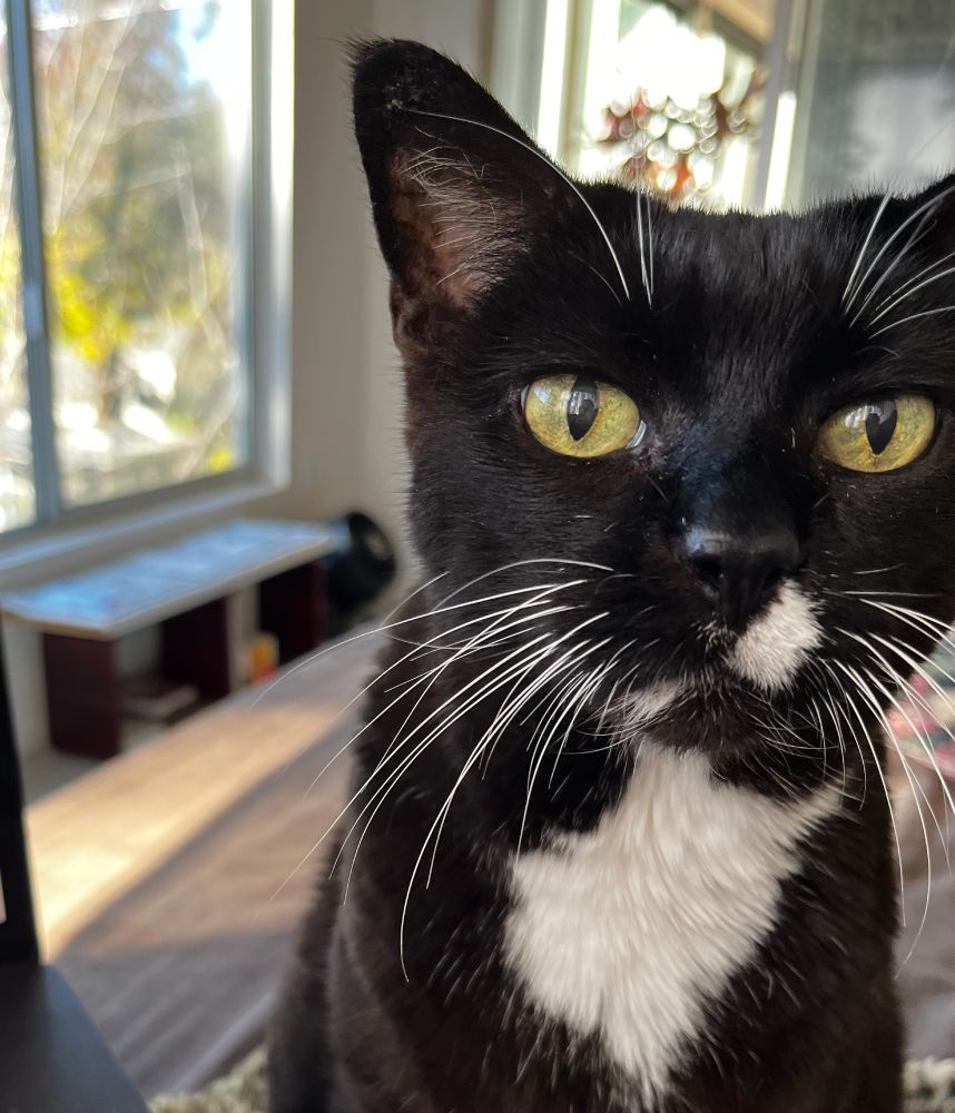 Black and white tuxie cat with gold green eyes and bodacious white whiskers looks earnestly into your eyes with a sunny room behind her. 