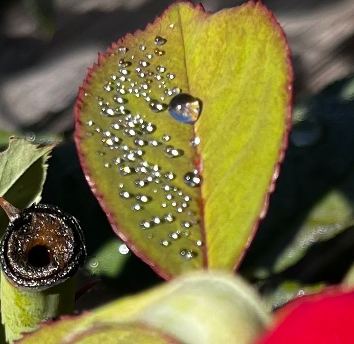 Sparkling diamante of tiny raindrops on rose bush leaves, close-up, a moment in the garden