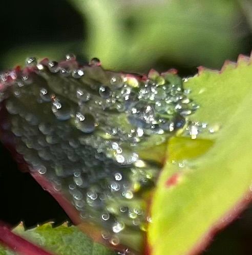 Sparkling diamante of tiny raindrops on rose bush leaves, close-up, a moment in the garden
