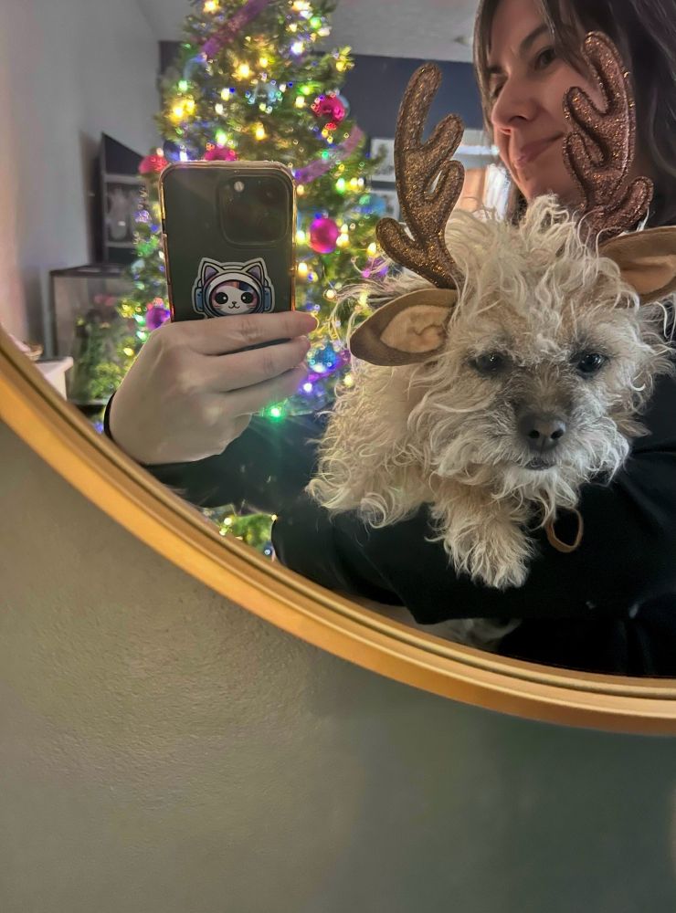 Little dog with a state of chaos for fur, which is both curly and wire haired. Dog is wearing a set of Christmas reindeer antlers and reluctantly taking a selfie with her mom.