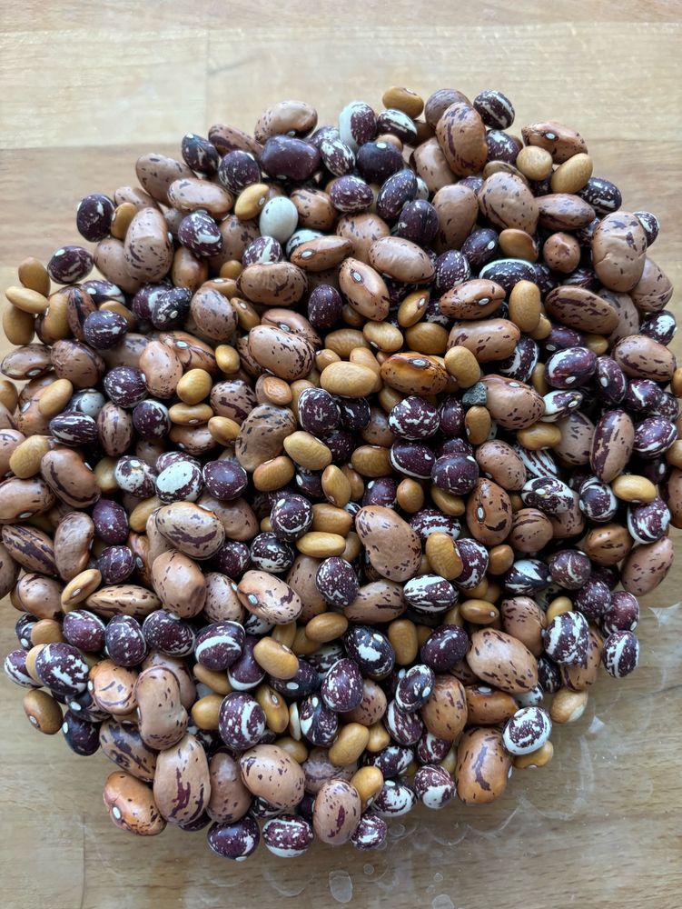A mix of brightly colored beans including buckeye, good mother Stallard, and borlotti beans. 