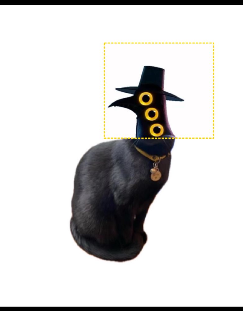 Black cat Sussie KPDH 