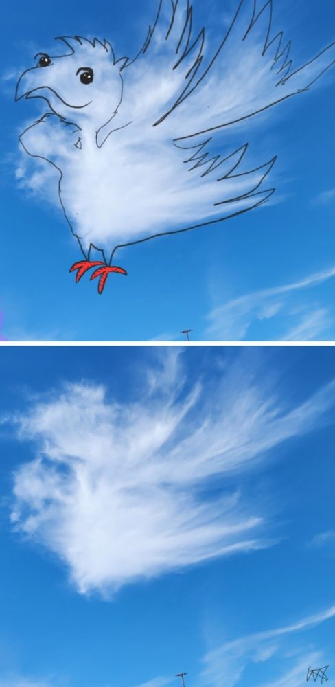 Fancy Bird with red feet.  