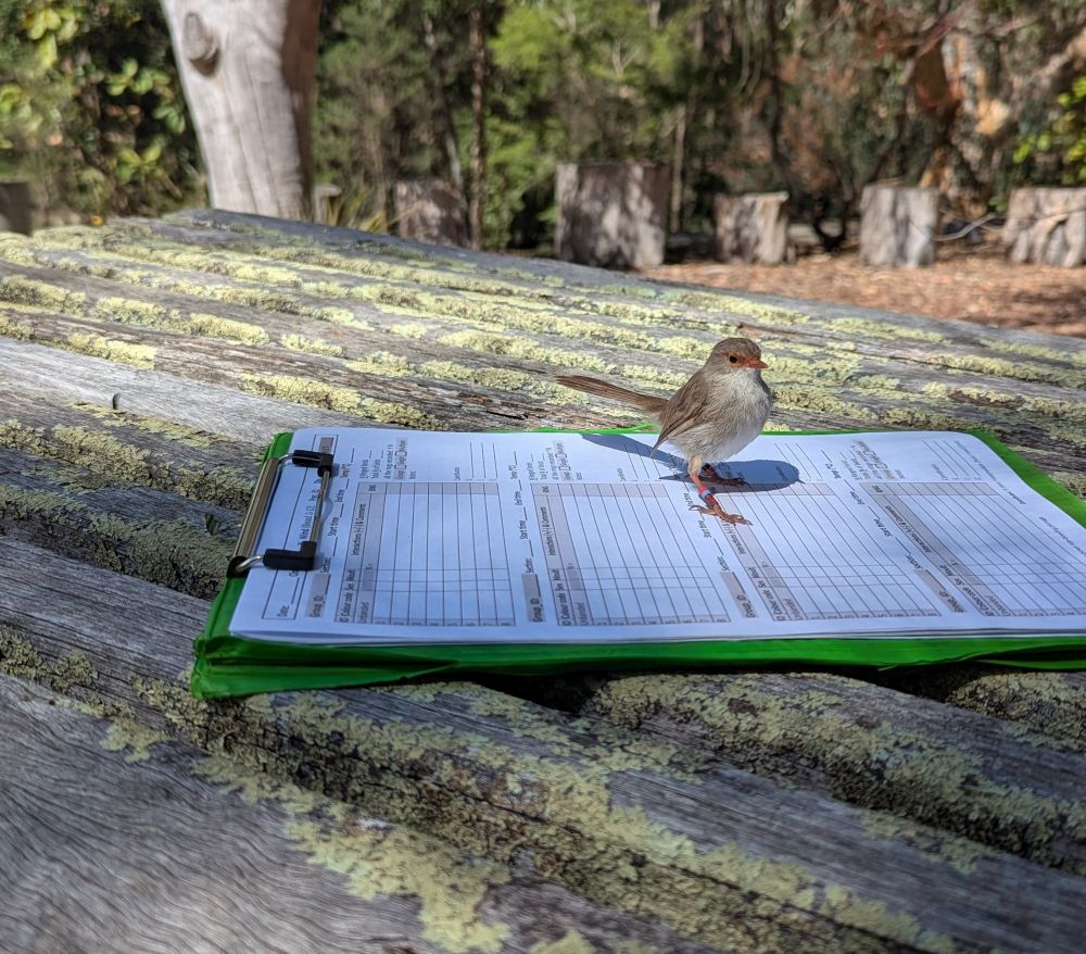 Fairywren standing on data sheet