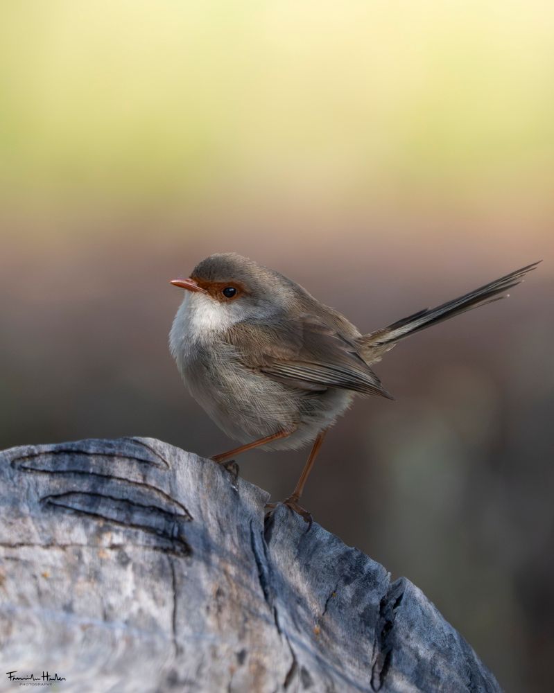 Female superb fairywren on a log
