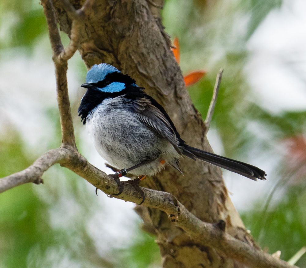 Male superb fairy-wren in breeding plumage