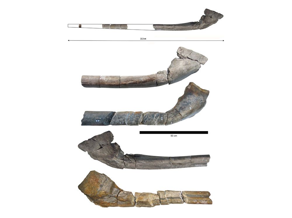 Pictures of the long jaw remains of Ichthyotitan severnensis