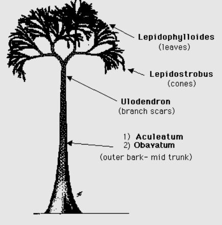 Diagram of the terminology of Lepidodendron's anatomy